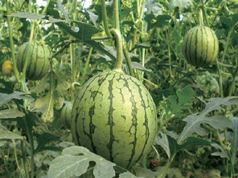 山东花季传媒免费下载APP塑胶有限公司